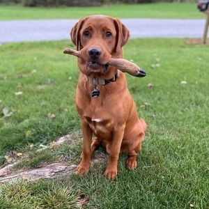 Meet your Posher, Terry